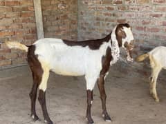 bakri for sale