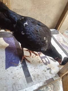 Aseel mushka madi for sale with 2 chicks