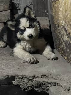 Husky female pup available