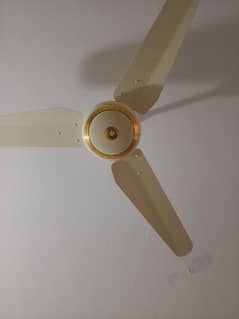 fan rome