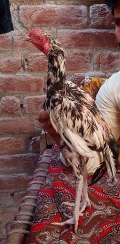 High quality Aseel thikra patha
