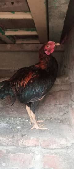 Thai aseel patha
