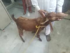 donda Bakra 1year age ha qurbane ka kabel ha