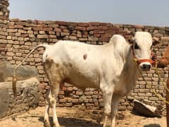 Qurbaani Ka janwal
