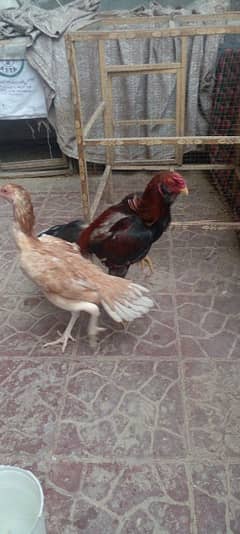 Aseel