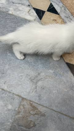 White Kitten For Sale