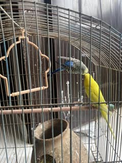 Australian Parrots