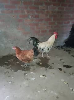 Desi