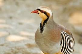 Female chakoor