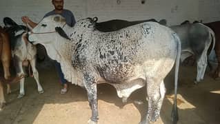 qurbani k lye bxhry