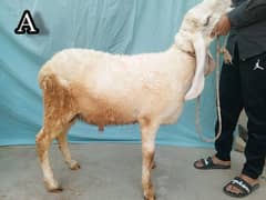 Larkana Dumba For Qurbni