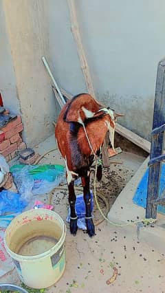 Bakra sale