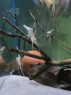 Angel Fish