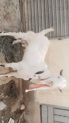 Goats For Sale 2025