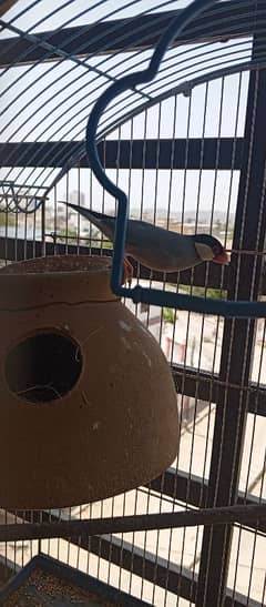grey java breeding