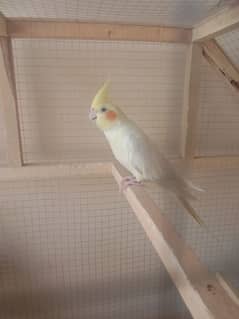 cocktail full breeder Male Ready for breeding