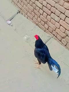 achi nasal ka murga hai
