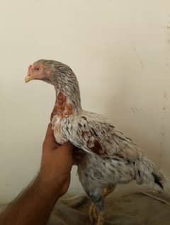 Cheeni