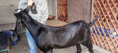Black Bakra for Qurbani