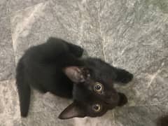 Female kittens