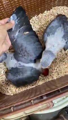 African grey parrot