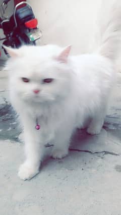 persian female cat