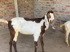 bakri for sale