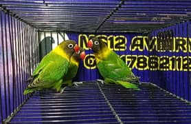 Love Birds Yellow Chest, Albino, Decino, Green Opaline/ino 03317862112