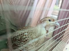 dakhni and Irani pair for sale king size healthy and active