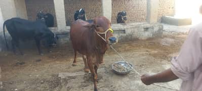 Sahiwal Nasal Behtereen Khobsurat Cow