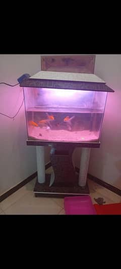 Aquarium and fishes