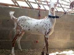 Barbari,Gulabi,teda,tedy,Andu/Ando Bakra,bakre,bakray,qurbani 2025