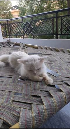 Persian female