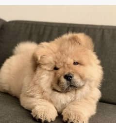 chow chow