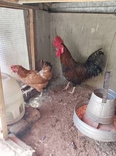 golden misri hen for sale 03014433120