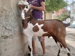 Beautiful & Healthy Bakra for Qurbani