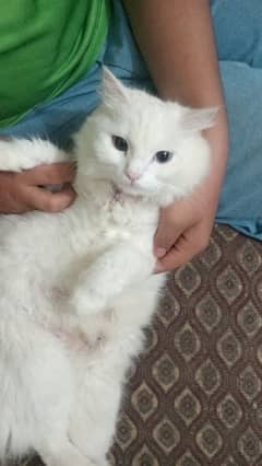 Persian cats
