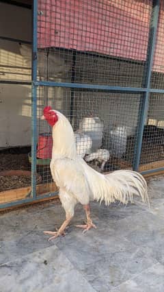 heera aseel white