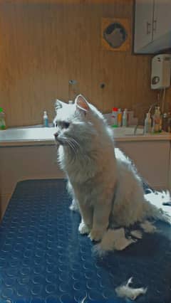 persian cat