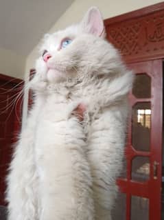 Persian Cat Triple Coat