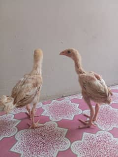 aseel pair health and active