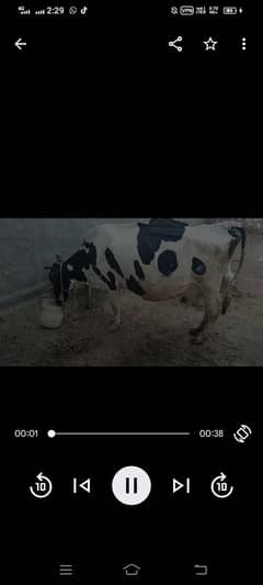 cow