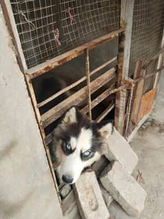Siberian husky