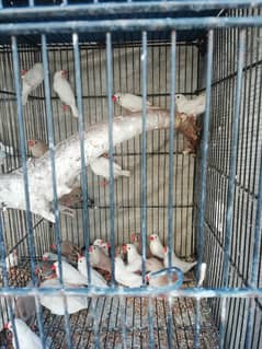 Finches