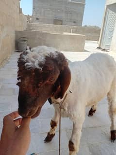 dumma for sell 03190028044
