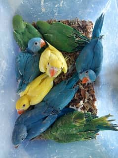 Parrot chicks
