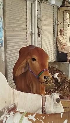 QURBANI