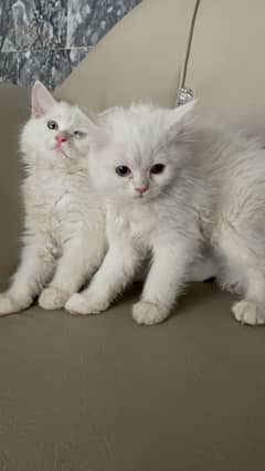 Persian kitten 2 females urgant sale