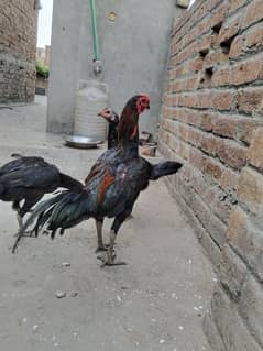 Aseel
