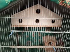 parrot